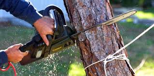 How Our Tree Care Process Works  in  Salida, CO