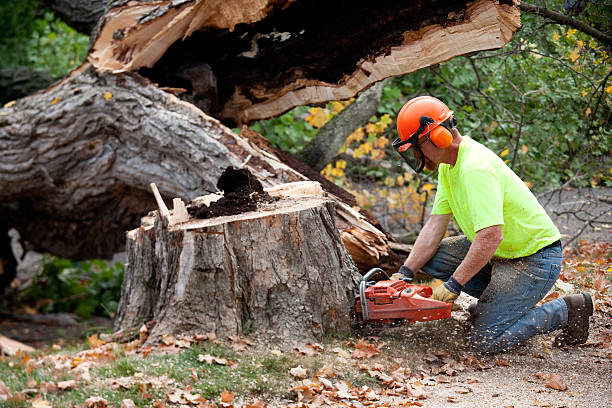 Trusted Salida, CO  Tree Services Experts